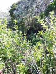 Neotoma fuscipes annectens