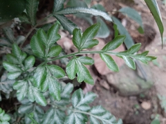 Pteris