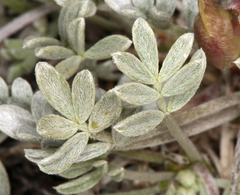 Astragalus calycosus calycosus