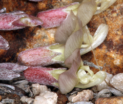 Astragalus calycosus calycosus