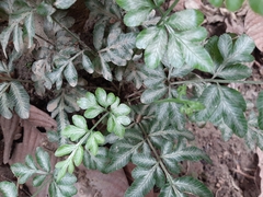 Pteris