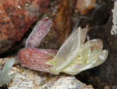 Astragalus calycosus calycosus