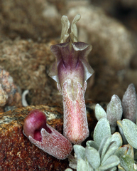 Astragalus calycosus calycosus