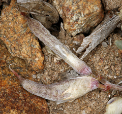 Astragalus calycosus calycosus