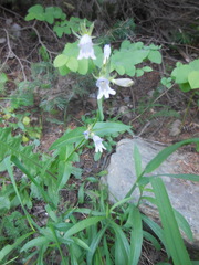 Penstemon whippleanus