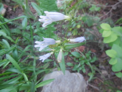 Penstemon whippleanus