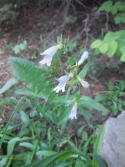 Penstemon whippleanus
