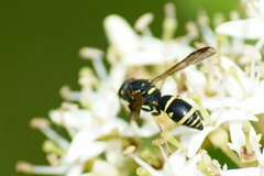 Parancistrocerus pedestris