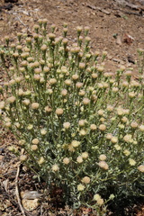 Chaenactis douglasii