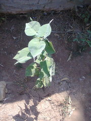 Abutilon trisulcatum