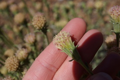 Chaenactis douglasii