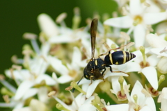 Parancistrocerus pedestris