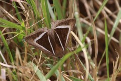 Chalciope delta