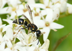 Parancistrocerus pedestris