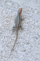 Sceloporus couchii