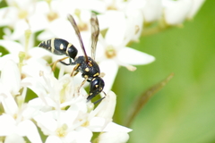 Parancistrocerus pedestris