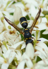 Parancistrocerus pedestris