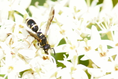 Parancistrocerus pedestris