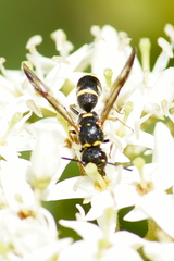Parancistrocerus pedestris