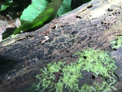 Berkleasmium concinnum