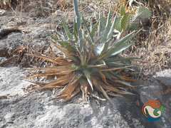 Agave angustiarum
