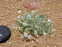 Astragalus calycosus calycosus