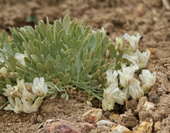 Astragalus calycosus calycosus