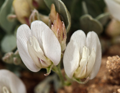 Astragalus calycosus calycosus
