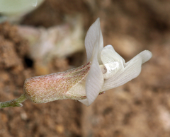 Astragalus calycosus calycosus