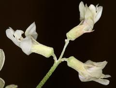 Astragalus calycosus calycosus