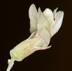 Astragalus calycosus calycosus