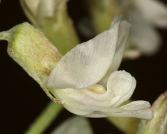 Astragalus calycosus calycosus