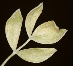 Astragalus calycosus calycosus