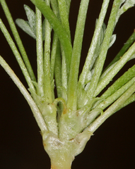 Astragalus calycosus calycosus