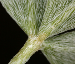 Astragalus calycosus calycosus