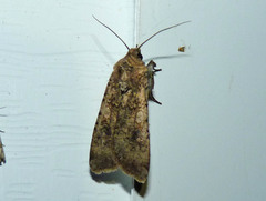 Anaplectoides prasina