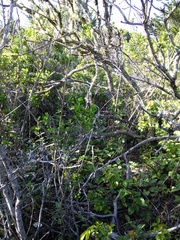 Neotoma fuscipes annectens