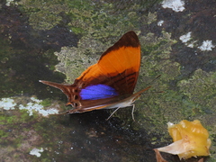 Marpesia marcella marcella