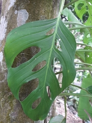 Monstera