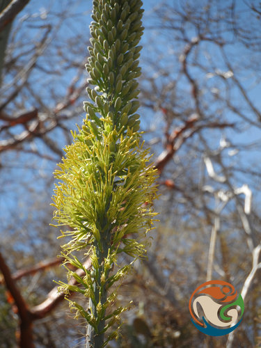 Agave angustiarum