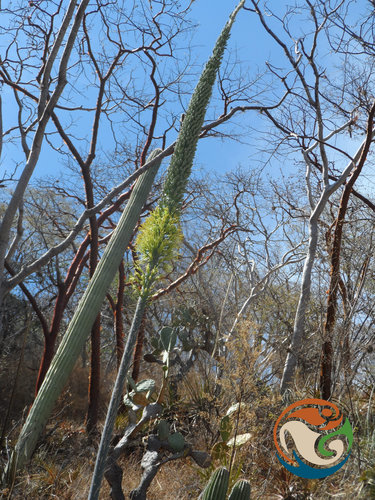 Agave angustiarum