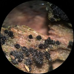 Berkleasmium concinnum