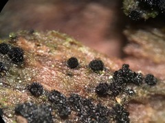 Berkleasmium concinnum