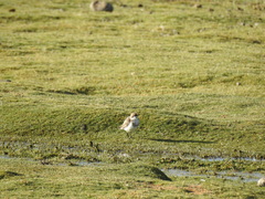 Charadrius alticola