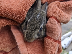 Sylvilagus floridanus