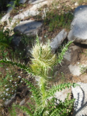Cirsium eatonii