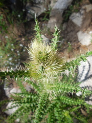 Cirsium eatonii