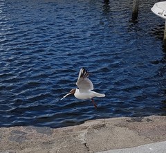 Chroicocephalus ridibundus