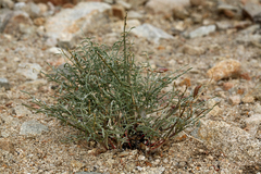Astragalus casei
