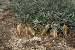Astragalus casei